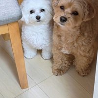 「おしゃんぽいく？」と聞いたら…