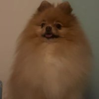 パパが出張から戻ってきた