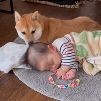 坊っちゃんの匂いを嗅ぐ柴犬
