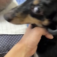 飼い主に止められる犬