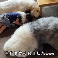 前足を乗せてる！