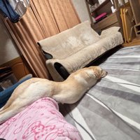 ソファから滑り落ちる犬2