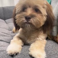 ミックス犬のジョイくん