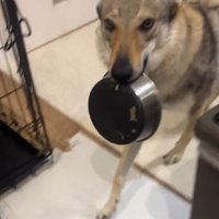 皿を咥えて飼い主の方へ歩いてくる犬