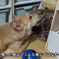 りゅうさんを励ますもかちゃん6