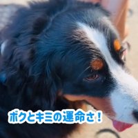 小学生に囲まれる超大型犬