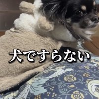 世界最速の動物に…