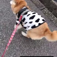若い犬には負けないよ！