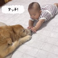 犬に手を伸ばす赤ちゃん