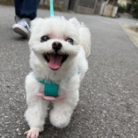 ウキウキ気分でお散歩