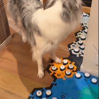 窓をふり返る犬