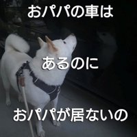 車の前で見上げる犬