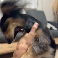 遊んでもらえなくて怒る紬ちゃん3