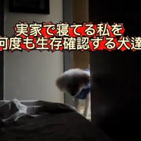 寝ている飼い主がいる部屋を覗く白い犬