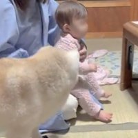 赤ちゃんのそばにいる犬