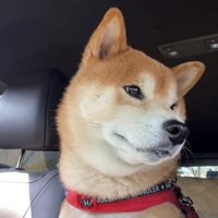 顔を背けて目を合わせない犬