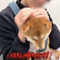 頭を下げる犬