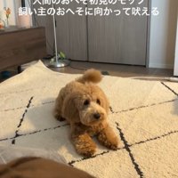 おへそを見たアルくんの反応6