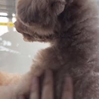ママに撫でられても落ち着かず…