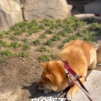 完全拒否のうみくん