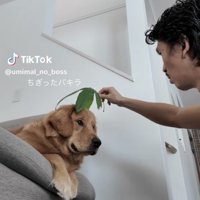 頭に葉っぱを乗せられそうな犬