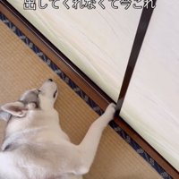 そっと閉める！