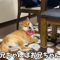 リラックス中のゆきちゃん