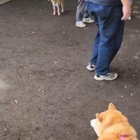 直立不動