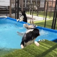 後ろを振り返るわんこ