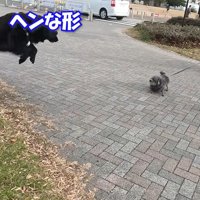 大型犬のナイスリアクション
