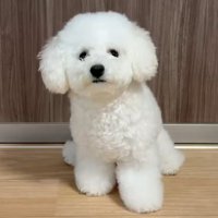 ビションフリーゼ