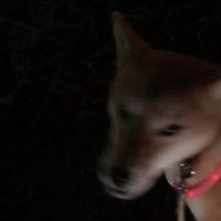 飼い主を振り返る柴犬