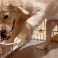 水をこぼす犬8