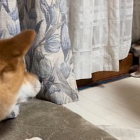 成犬に吠えられて後ろへ倒れる子犬