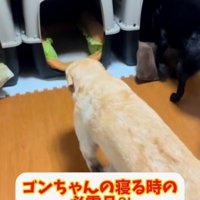 ハウスに入っていくクリーム色の犬と黒い犬