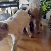 心配が止まらない、優しいレオくん