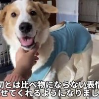 笑顔で撫でられる犬