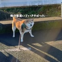 おもちくんが拒否柴に！！