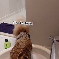 うゆちゃんのシャンプー中の出来事7