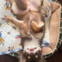 ゴロゴロするのが大好き♪
