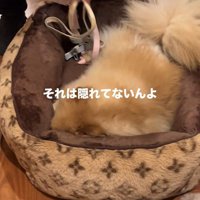 お散歩が嫌で隠れるワンコ8