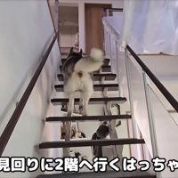階段を登る大型犬