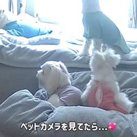 ペットカメラに映る4匹の小型犬達