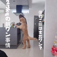 「僕のごはんはまだ？」