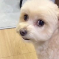 飼い主の顔を見つめる犬