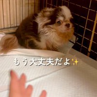 ボロボロで怯えた様子