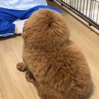 人の前に座る犬