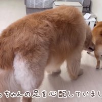 おからちゃんも心配そう