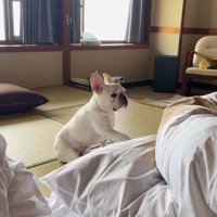布団をそっと撫でる小型犬