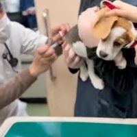 注射を打たれる犬
